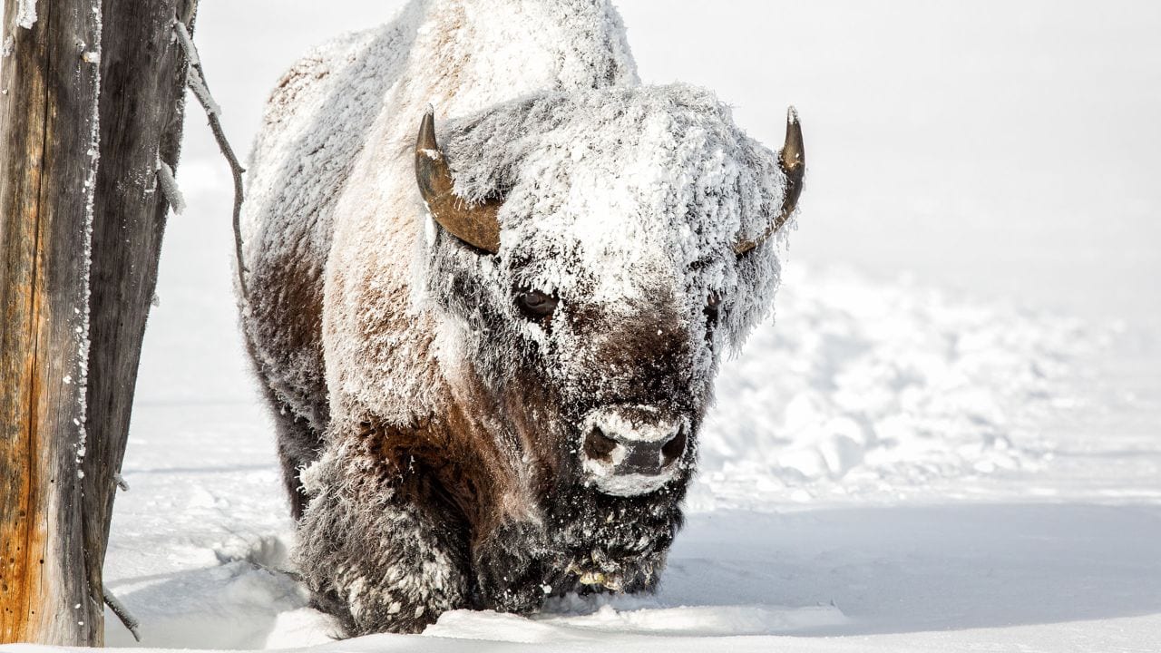 Un bison couvert de givre parcourt la Lamar Valley dans le Yellowstone National Park.