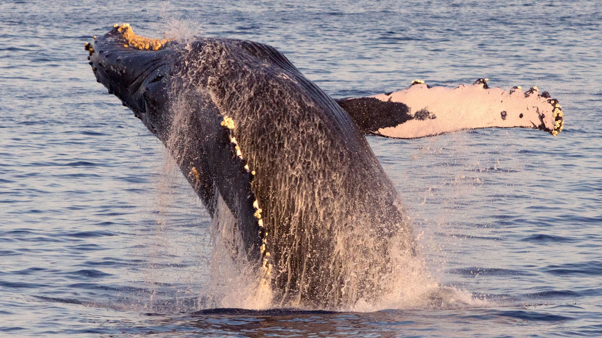 Une baleine à bosse fait des bonds impressionnants dans l’océan Pacifique, au large de la côte de Maui, à Hawaï.