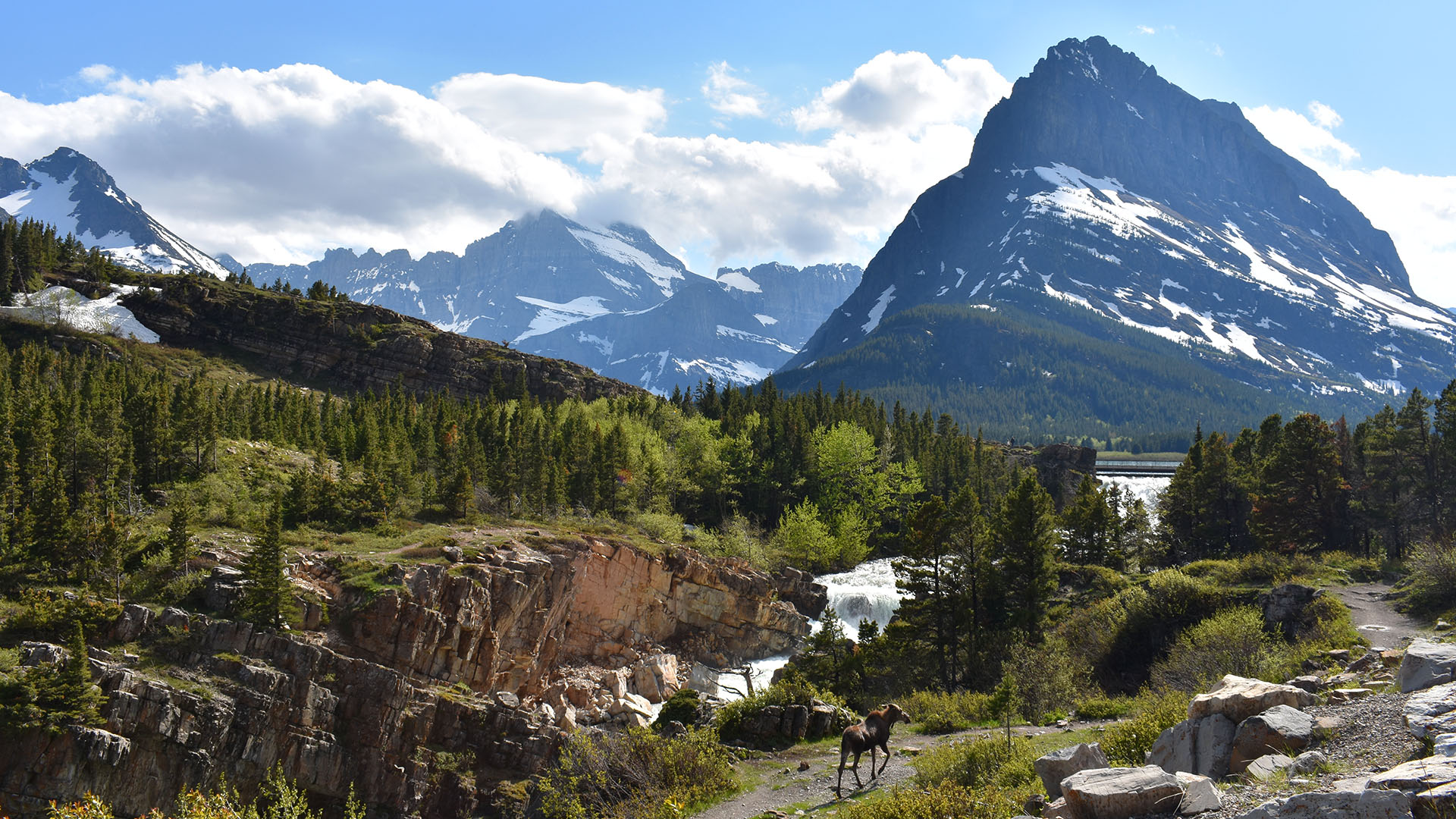 A moose wanders along a mountain path in Glacier National Park.