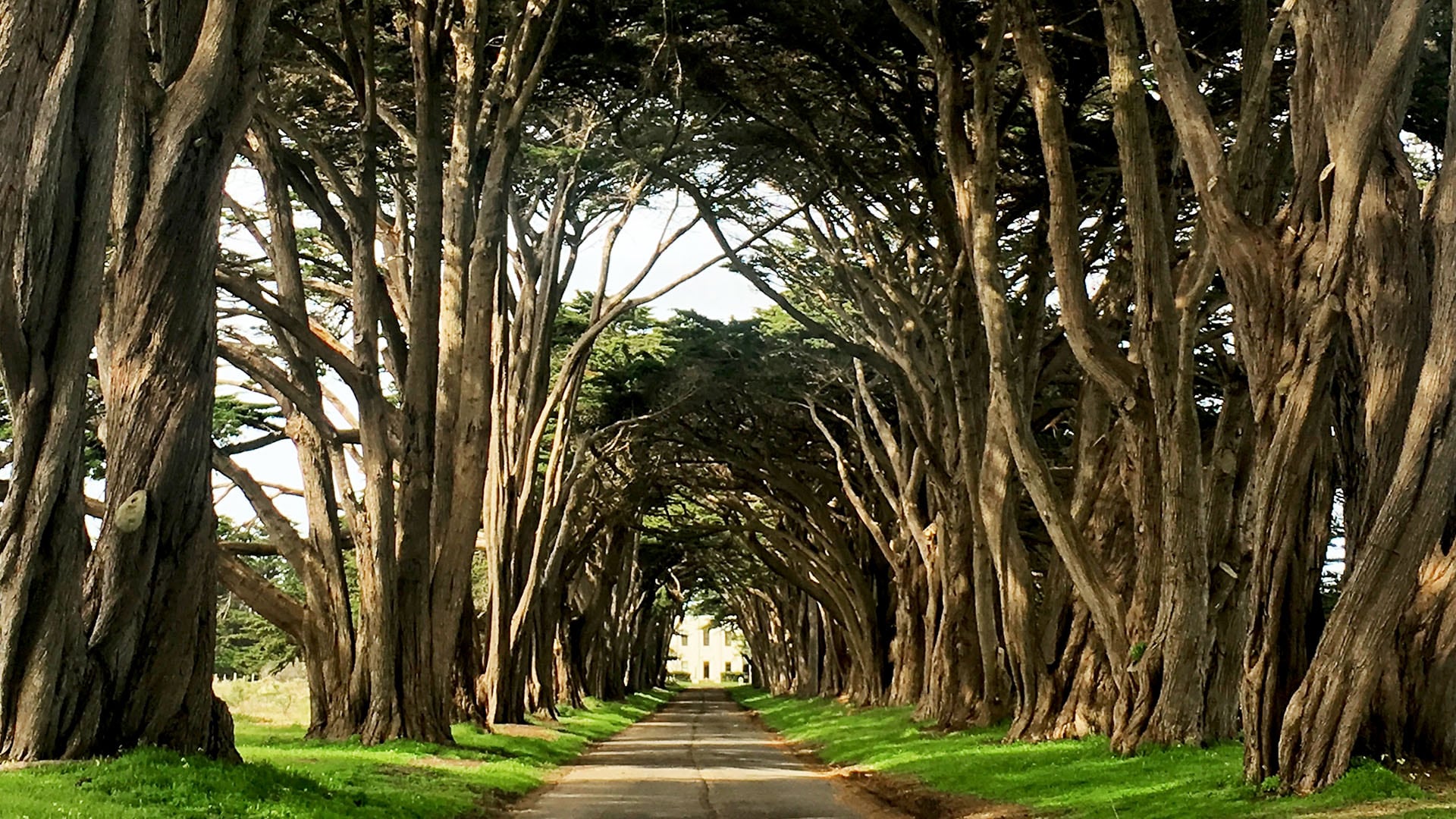 The Cypress Tree Tunnel at Point Reyes, California, is worth a stop, especially for photographers.