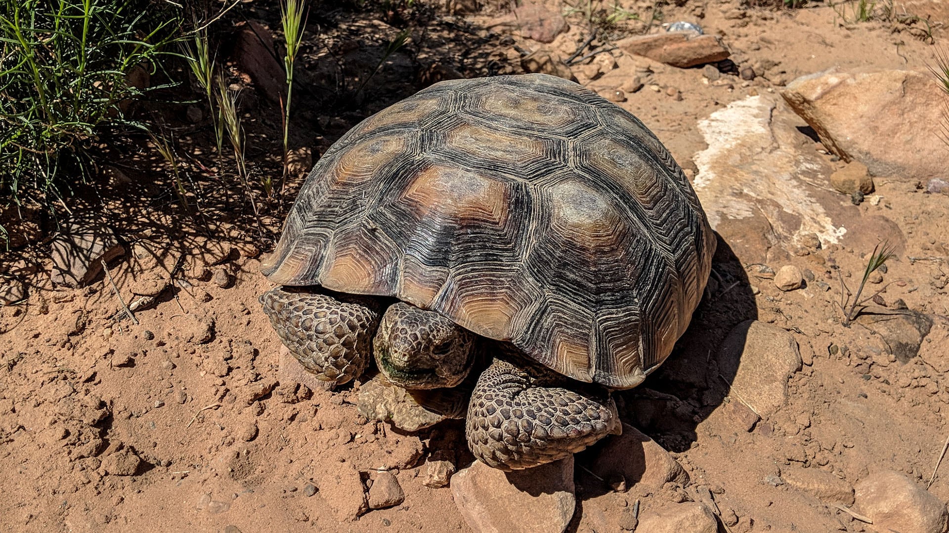 Road Trip to Red Rock Near Las Vegas - Pursuits with Enterprise