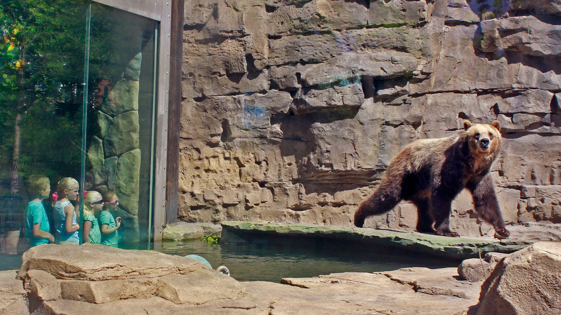 Grizzly Bear  Saint Louis Zoo