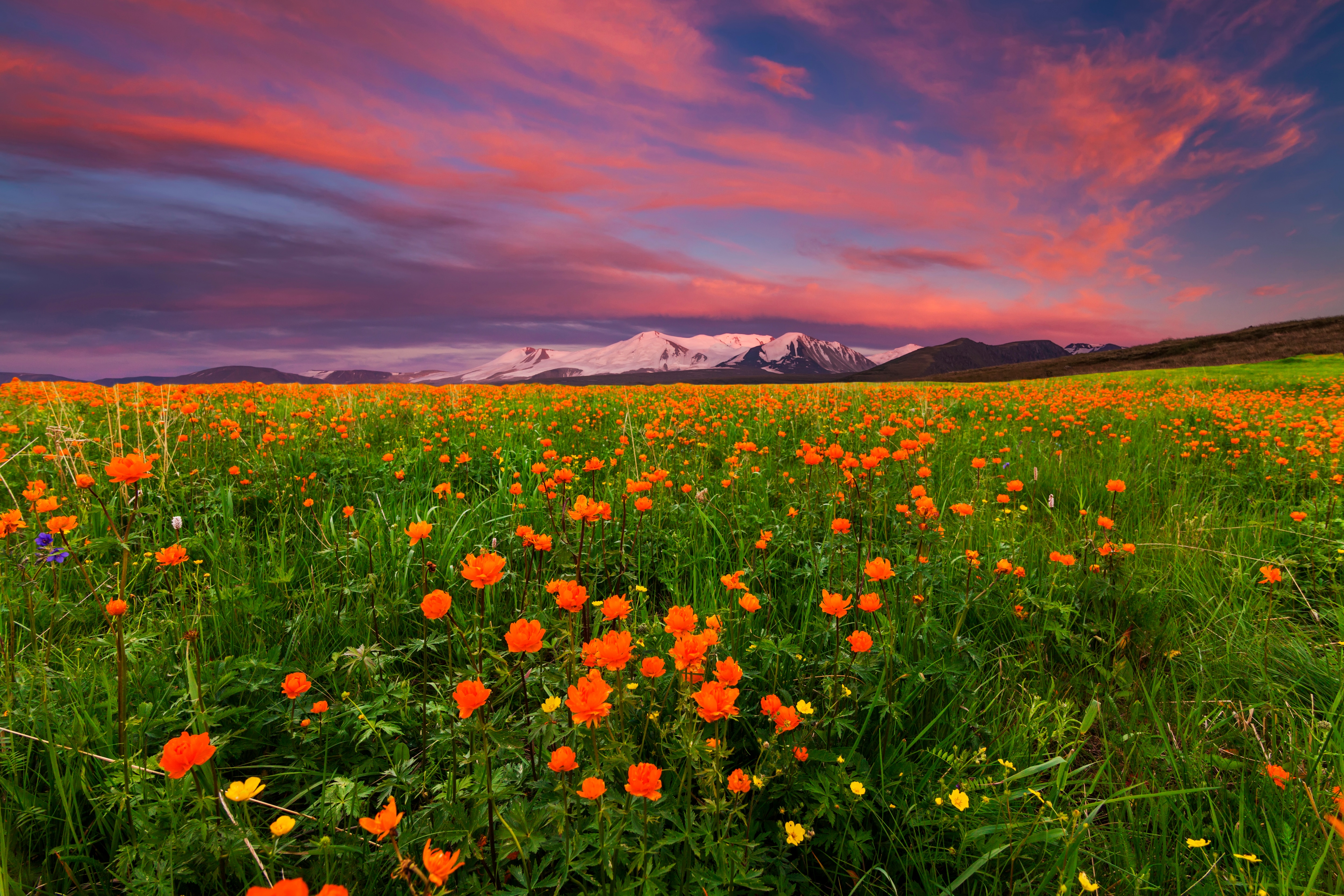 Location voiture cardano al campo (92) foto