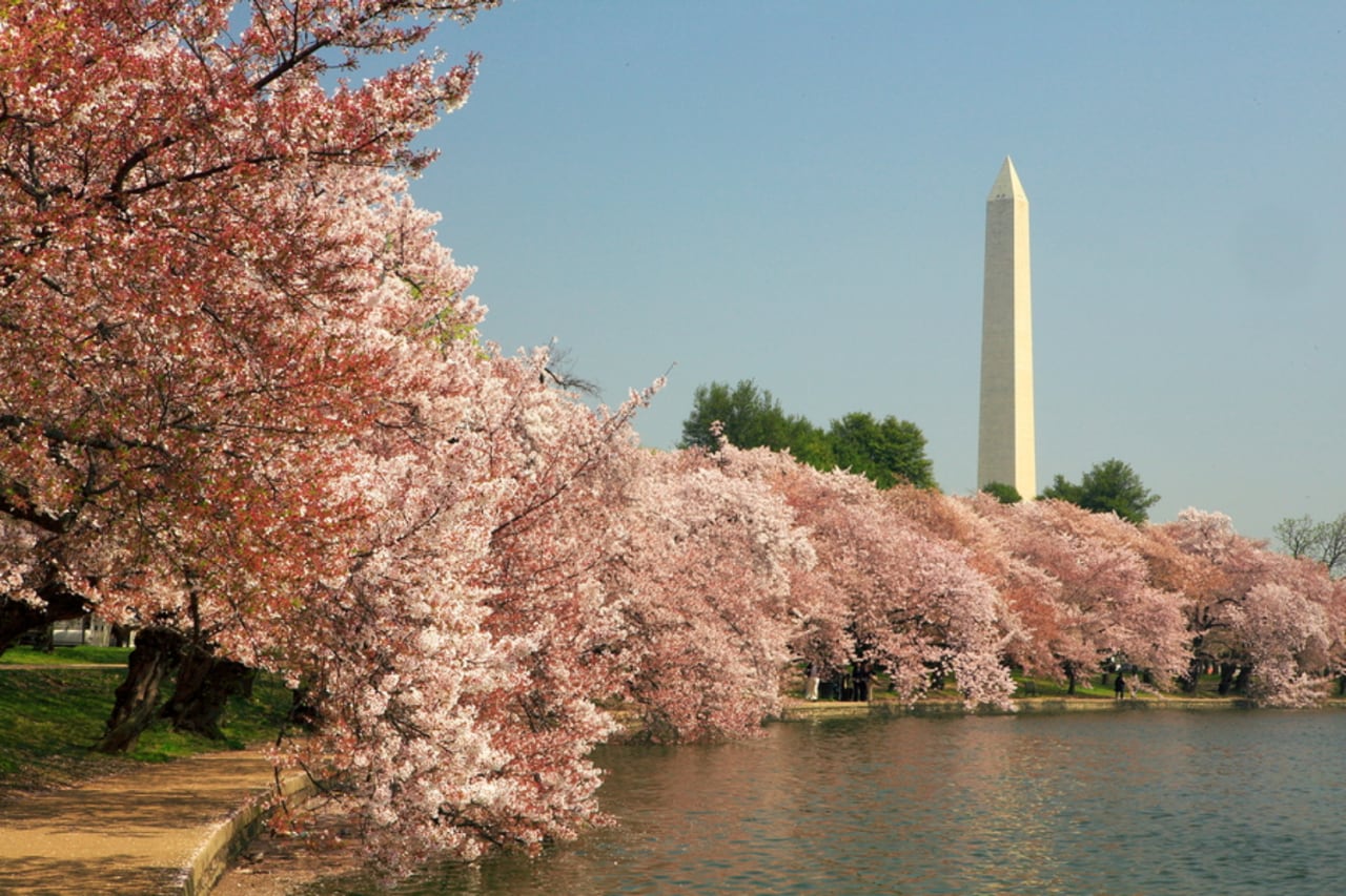 washington monument and cherry blossoms