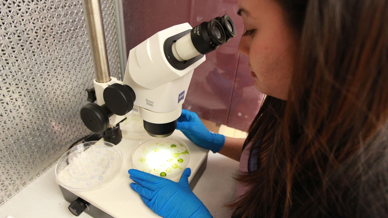 Une femme regarde dans un microscope