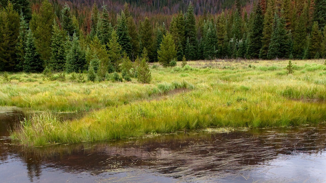 Herbe de prairie sur une rivière