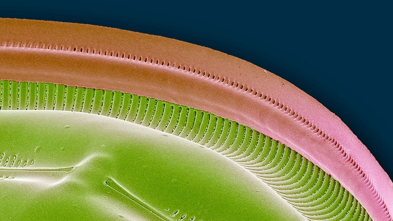 Herbe sous un microscope